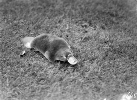 Platypus, Ornithorhynchus anatinus.
