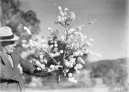 Man admiring a spray of blossom.