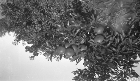Murray River Commission. Oranges on a tree.