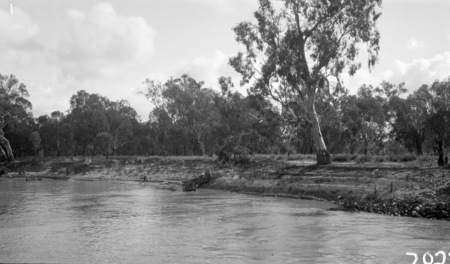 Murray River Commission. View of the Murray River bank and a river red gum tree.