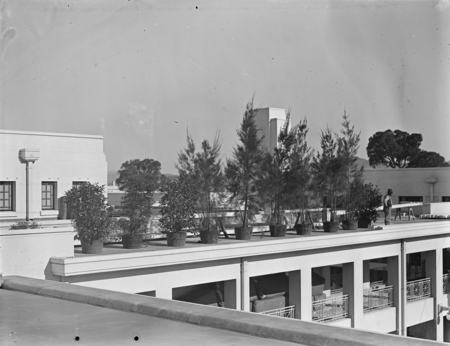 Potted shrubs on the roof of Parliament House.