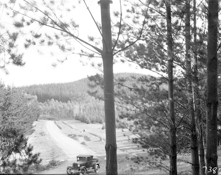 Pine plantation and track with utility truck.