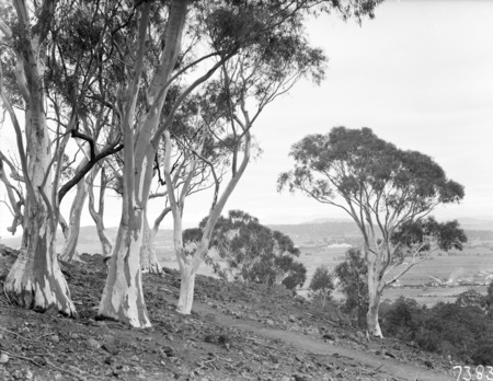 Parliament House from Mt Ainslie framed in trees.
