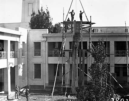 Pot plants being hoisted on to the roof of Parliament House with block and tackle