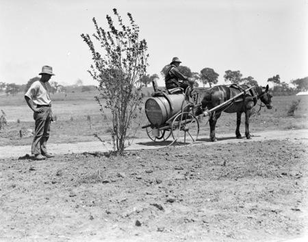 Horse drawn IXL water cart watering young trees.