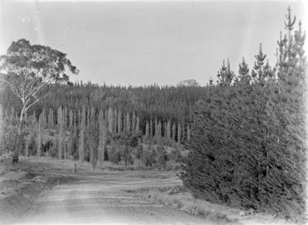 Mount Stromlo pine forest and access road.