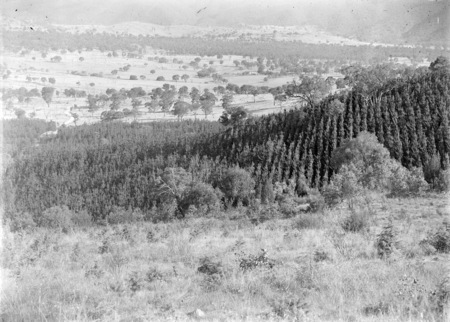 Mount Stromlo pine plantation.
