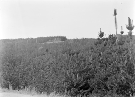 Mount Stomlo pine plantation.