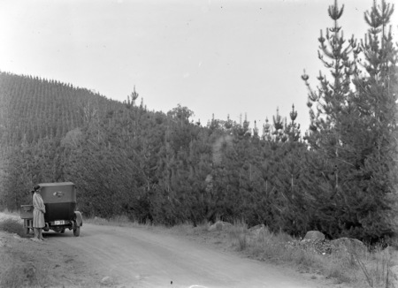 Lady standing near motor car beside pine plantation, Mount Stromlo.