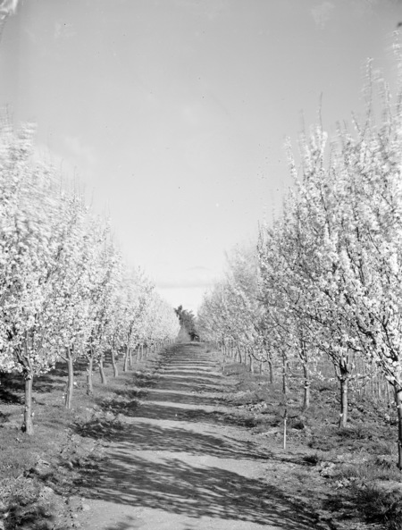 Flowering peach trees in Yarralumla Nursery.