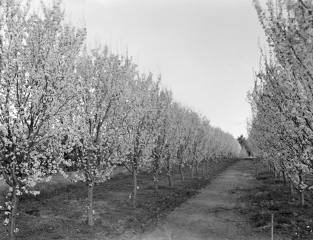 Flowering peach trees in Yarralumla Nursery.