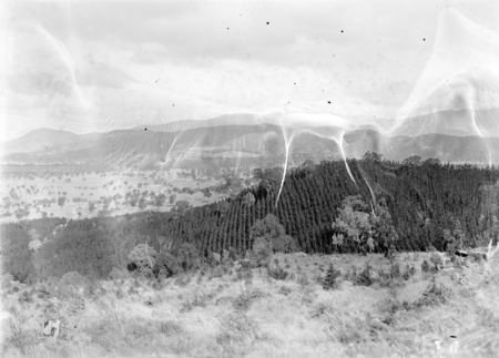 Mt. Stromlo pine plantation looking towards the Brindabellas.