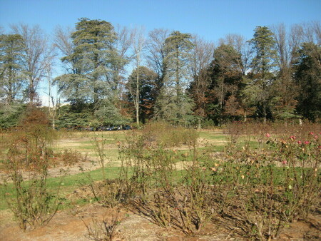 Matured rose gardens with grown up trees