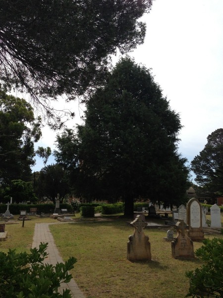 This tree is completely blocking the church! But it looks like the right spot, from the position of the gravestones. This is actually taken much further from the church than it appears in the original photo, I had a lot of trouble finding the two smaller headstones in the foreground, they are nearly at the back of the graveyard.