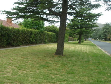 I haven't got the slope of Mt. Ainslie in the background quite right in the rephotograph.  I should have zoomed in more.  The cedar in the foreground had grown up nicely.  