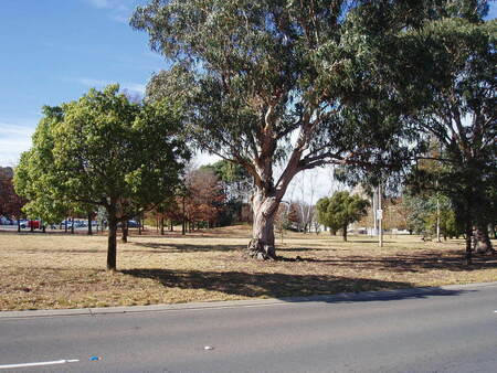 From Limestone Ave near Euree St showing fully grown trees
